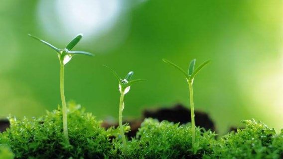 根据《股票发行与交易管理暂行条例》的规定，收购结束后，收购人所持有的被收购的上市公司股份比例达（    ）时，为收购成功。