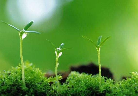 下列资产评估准则中,属于程序性准则的是(    )。