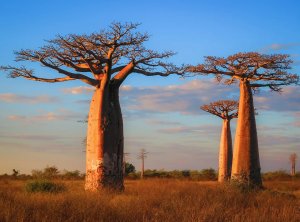根据《上海证券交易所股票上市规则》,下列情形中,上市公司不需要在2018年1月31日前进行业绩预告的是( )。
