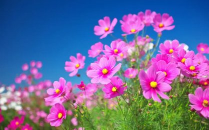 八纲辨证中,寒热症候主要辨析的是()。