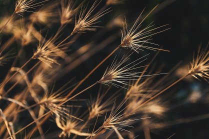 芒硝的使用方法，错误的是（ ）。