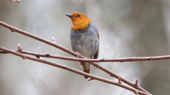 在RACI责任分配矩阵中，应该为每一项工作指定（     ）。