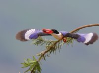 下列对于禁止令的理解中正确的是（  ）。