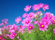 甲公司欠乙公司100万元，甲公司将其对丙公司的100万元应收账款质押给乙公司，办理了质押登记手续。后甲公司又将债权转让给丁公司。以下说法正确的有（     ）。