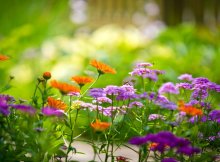 泰旭公司经营良好，但近几年没有给股东分配利润，小股东张某非常不满。现查明：泰旭公司董事长郭某和与泰旭公司有重要且经常生意往来的幻景公司董事长黄某是夫妻，泰旭公司与幻景公司存在巨额的业务往来，对幻景公司存在利益输送。张某要求监事会维护公司利益，监事会不置可否。关于张某的维权事宜下列说法正确的有（      ）。