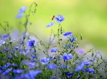 甲为躲避债务一走了之，5年后妻子乙申请宣告死亡，乙和丙结婚1年后离婚，7年后甲归来。此时，关于婚姻关系表述，下列哪些说法是正确的？（     ）