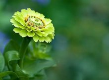 元丰公司依据供货合同要求神木公司履行货款，法院经审理一审二审神木公司均败诉，神木公司向法院申请再审，上级法院认为事实不清，指定下级法院再审，再审期间元丰公司要求增加违约金，神木公司以货物质量不合格为由主张解除合同，法院应当如何处理？（    ）