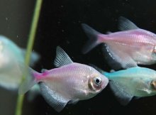 关于合宪性审查，下列说法正确的是（     ）。