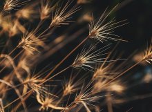 甲国驻乙国大使汤姆辱骂乙国总统，被乙国宣布为“不受欢迎的人”，根据相关国际法规则，下列哪一选项是正确的？（）