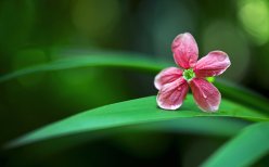 2×16年1月1日,甲公司经股东大会批准与其高管人员签订股份支付协议,协议约定:等待期为2×16年1月1日起两年,两年期满有关高管人员仍在甲公司工作且每年净资产收益率不低于15%的,高管人员每人可无偿取得10万股甲公司股票。甲公司普通股,按董事会批准该股份支付协议前20天平均市场价格计算的公允价值为20元/股,授予日甲公司普通股的公允价值为18元/股。2×16年12月31日,甲公司普通股的公允价值为15元/股。根据甲公司生产经营情况及市场价格波动等因素综合考虑,甲公司预计该股份支付行权日其普通股的公允价值为24元/股。不考虑其他因素,下列各项中,属于甲公司在计算2×16年因该股份支付确认费用时应使用的普通股的公允价值是()。