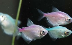 根据有效市场假说，下列说法中正确的有（　　）。