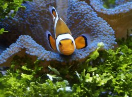 In characterizing various dimensions of a bank’s data, the Basel Committee has suggested several principles to promote strong and effective risk data aggregation capabilities. Which statement correctly describes a recommendation that the bank should follow in accordance with the given principles?