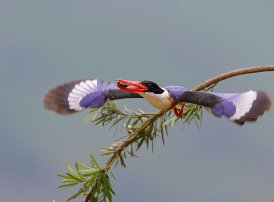 风险管理的哪个过程,需要开展成本效益分析?( )