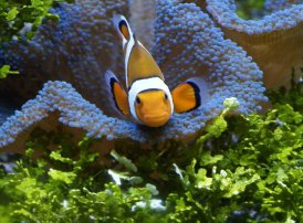 在RACI责任分配矩阵中，应该为每一项工作指定（     ）。