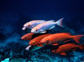 对于产品质量差异较小的软饮料行业而言，最重要的企业资源是 (  ) 。