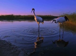 下列各项关于外币财务报表折算的会计处理中,正确的是(         )。