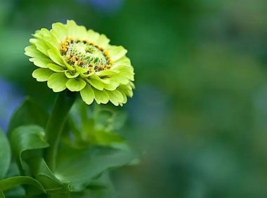 企业破产清算时涉及的下列款项中,税务机关在人民法院公告的债权申报期限内,应向管理人申报的有()。