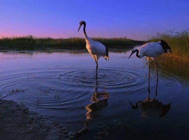 适应症仅应用于治疗失眠症的药物是(     )。