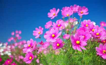 中药品种对质量的影响不容忽视，一药多基原的情况普遍存在，来源于同属2个种以上的中药是（）。