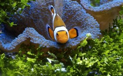 适应症仅应用于治疗失眠症的药物是（     ）。