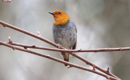 国家以保障公众用药安全为目标,以落实企业主体责任为基础,以实现“一物一码,物码同追”为方向,加快推进药品信息化追溯体系建设。其中关于“一物一码”的说法,正确的是(   )。