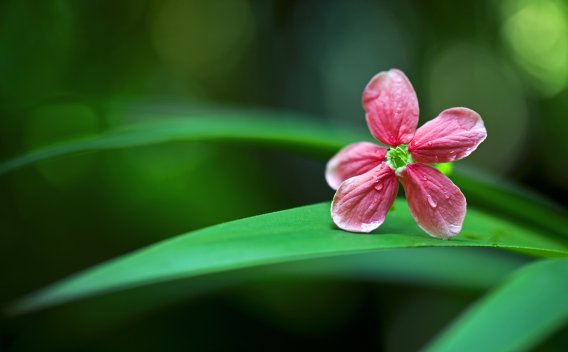 根据健康中国战略，推进健康中国建设主要遵循的原则不包括（   ）。