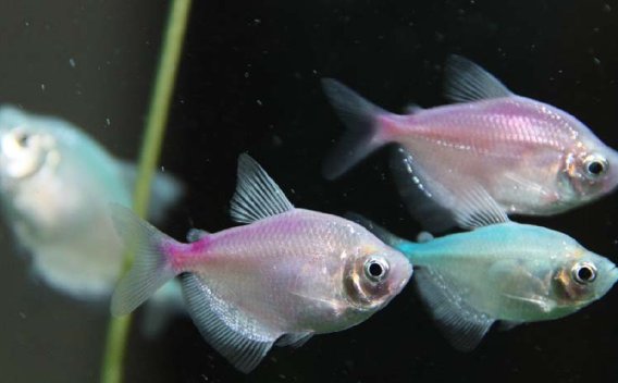 某女。40岁,患风湿痹痛3年,近日又见乳痈肿痛,治当祛风通络、化痰解毒,宜选用的药是( )。