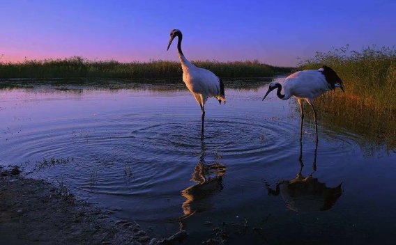 苷键在酸性条件下水解，按照苷键原子不同，苷水解的易难顺序为（）。