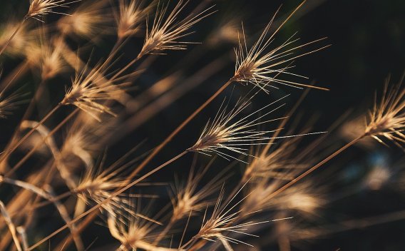 下列有关识别、评估和应对重大错报风险的说法中,错误的是(  )。