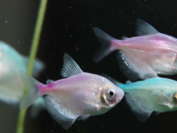 下列关于名义利率与实际利率的说法中，错误的是（    ）。