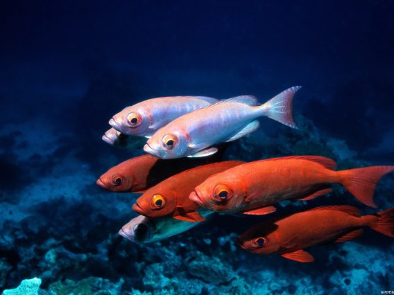 我国资产评估行业的第一项资产评估准则是(    )。