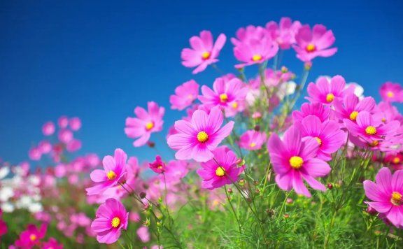 团队已经编制完成资源管理计划和团队章程，接下来应该（    ）。