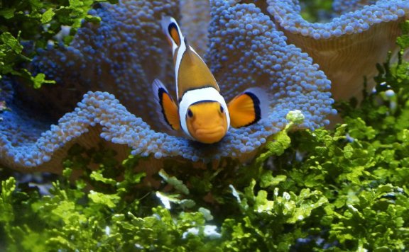 在准备工作分解结构(WBS)时,项目经理识别到可能存在成本超支。项目经理应使用什么工具或技术来获得三点估算?