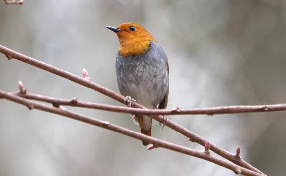 以下关于变更请求的说法,哪项是错误的?(    )